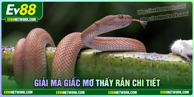 Giải mã giấc mơ về rắn chi tiết dễ hiểu