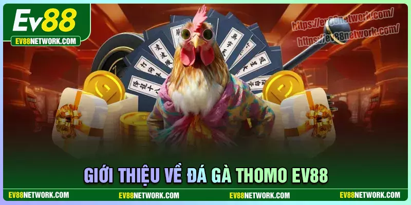 Khái quát chung về đá gà Thomo EV88