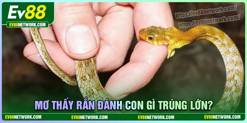 Mơ thấy rắn đánh con gì hôm nay trúng lớn?