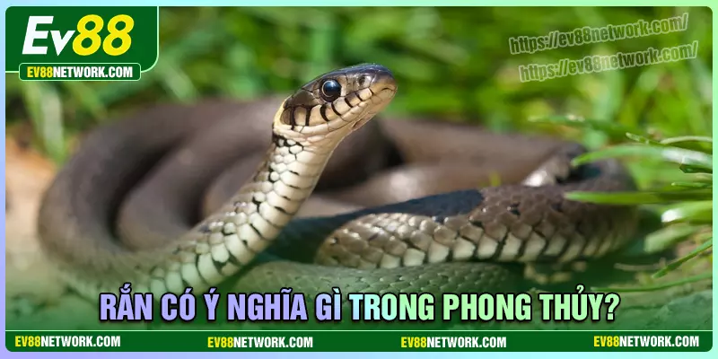Rắn có ý nghĩa gì trong phong thủy?