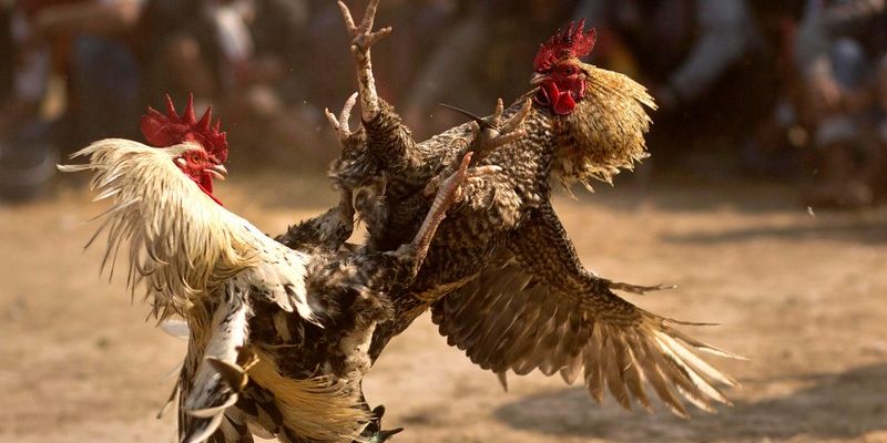 Đá Gà Trực Tiếp - Các Hình Thức Xem Và Lưu Ý Quan Trọng