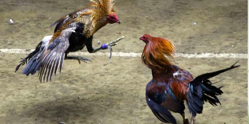 Những lợi thế khi xem đá gà trực tiếp